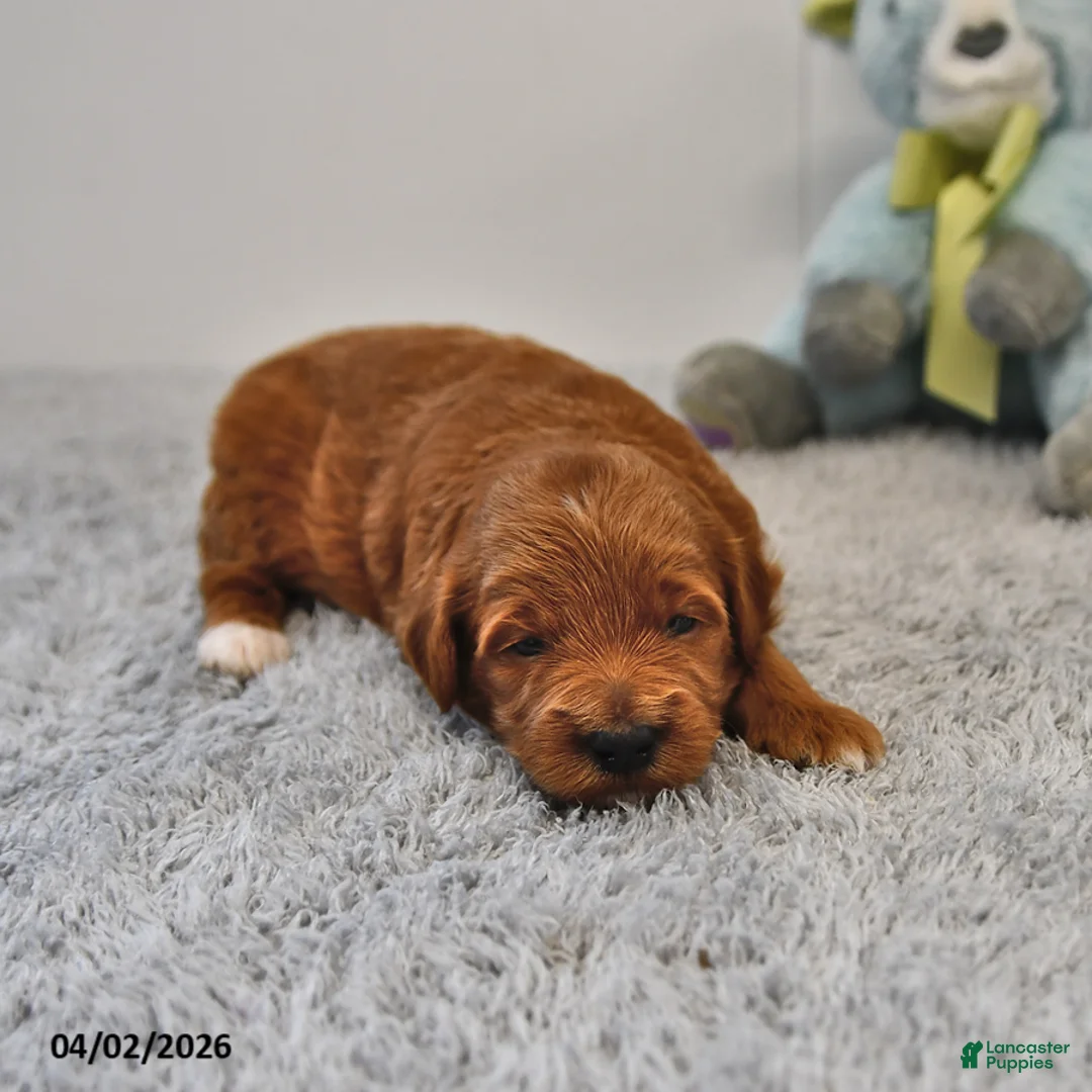 Mini Goldendoodle dogs for sale: Ranger - Ad 2