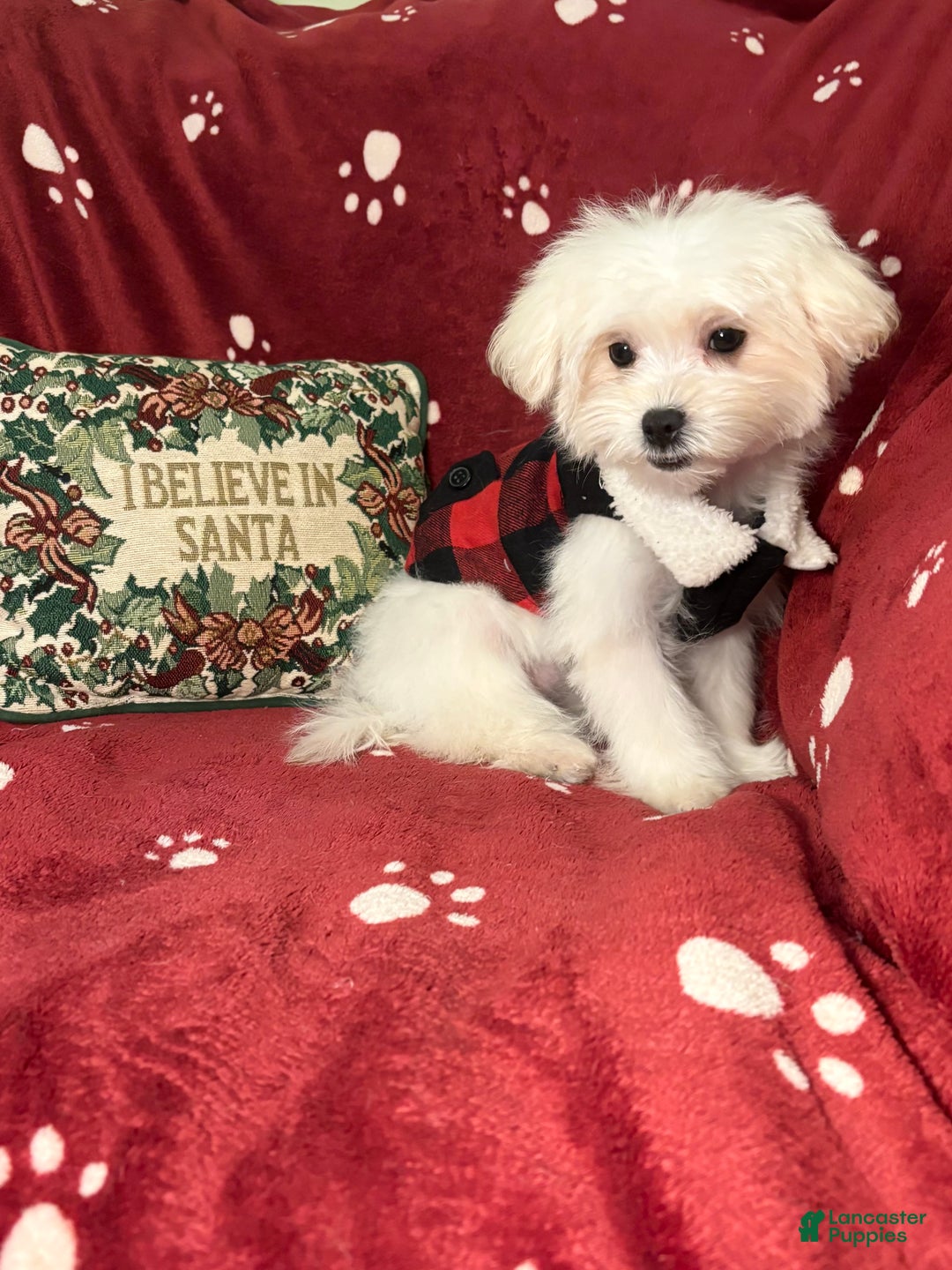 Maltese dogs for sale: Lullaby  - Ad 3