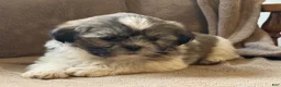 Shih Tzu dogs for sale: Rosy - Ad 5