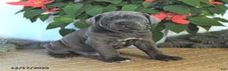 Cane Corso dogs for sale: Forest - Ad 2
