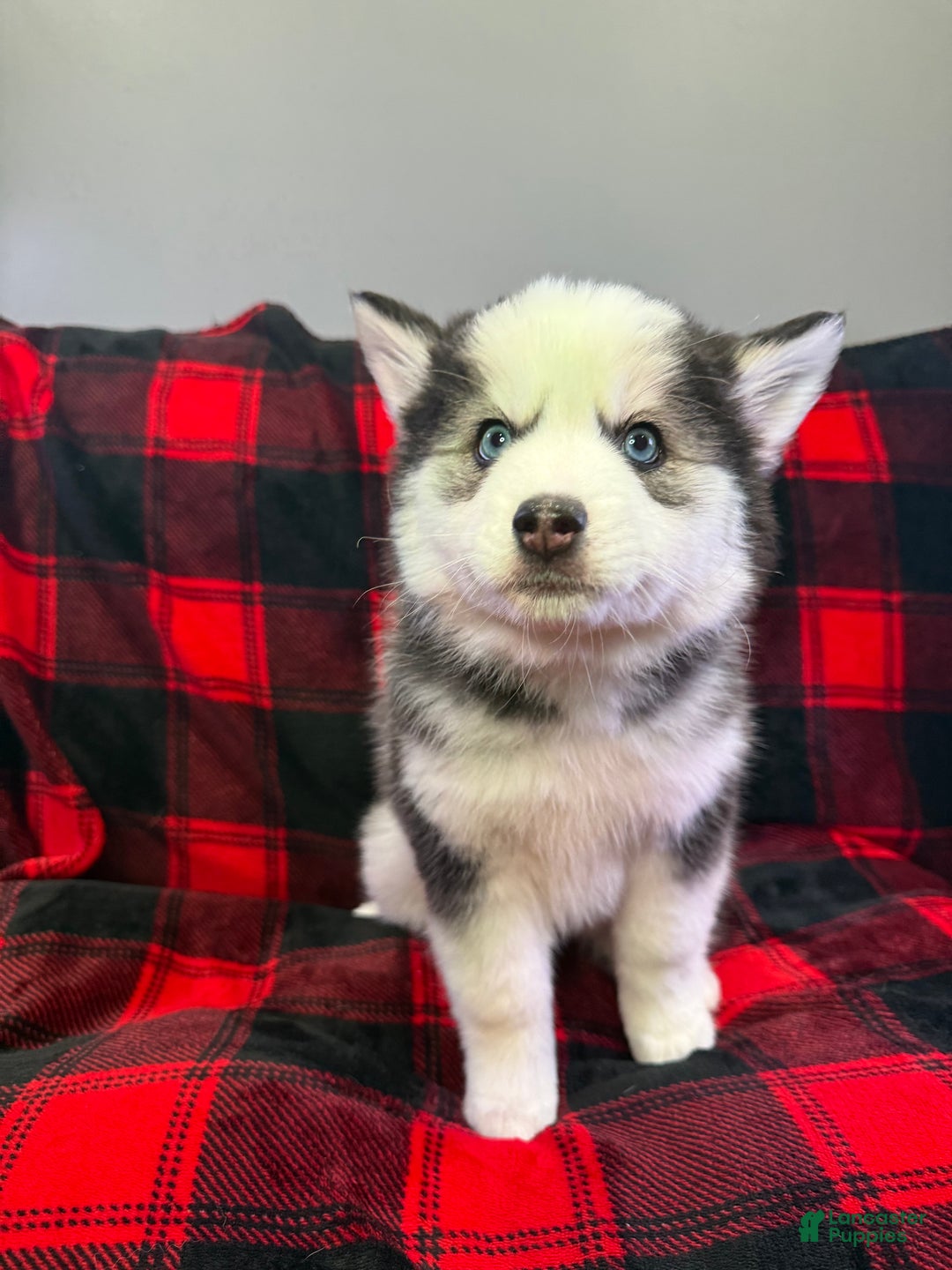 Pomsky dogs for sale: Panda - Ad 5