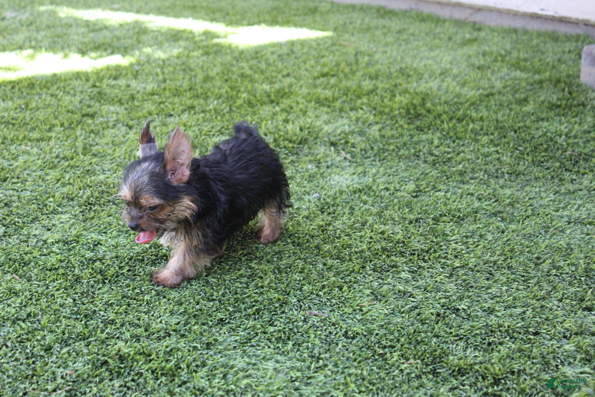 Yorkshire Terrier dogs Hercules  - Ad 2