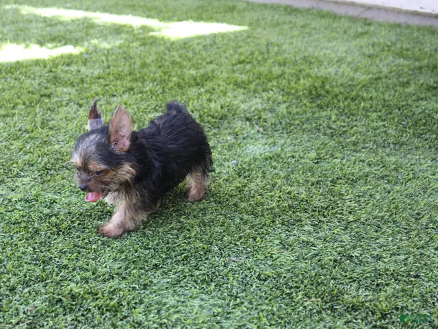 Yorkshire Terrier dogs for sale: Hercules - Ad 2