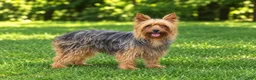 Morkie dogs for sale: Sage - Ad 10