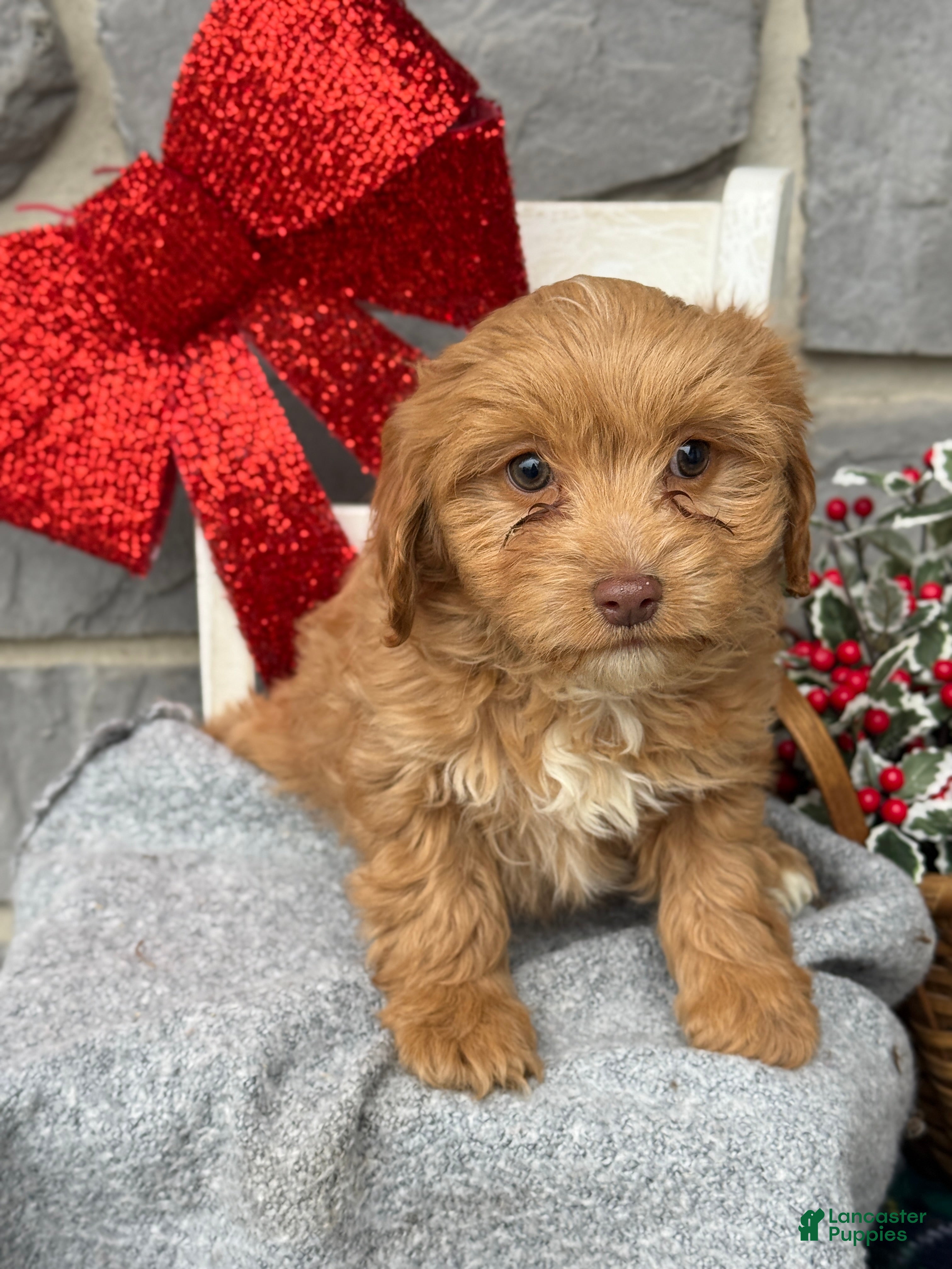 Cavapoo dogs Alita - Ad 18