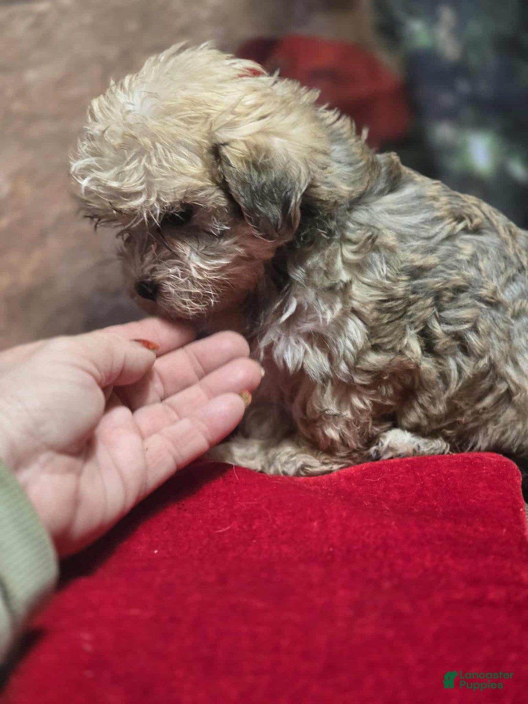 Maltipoo dogs for sale: Albert - Ad 6