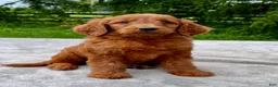 Goldendoodle dogs for sale: Flower medium sized - Ad 1
