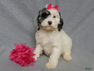 Cockapoo dogs Izzy - Ad 17