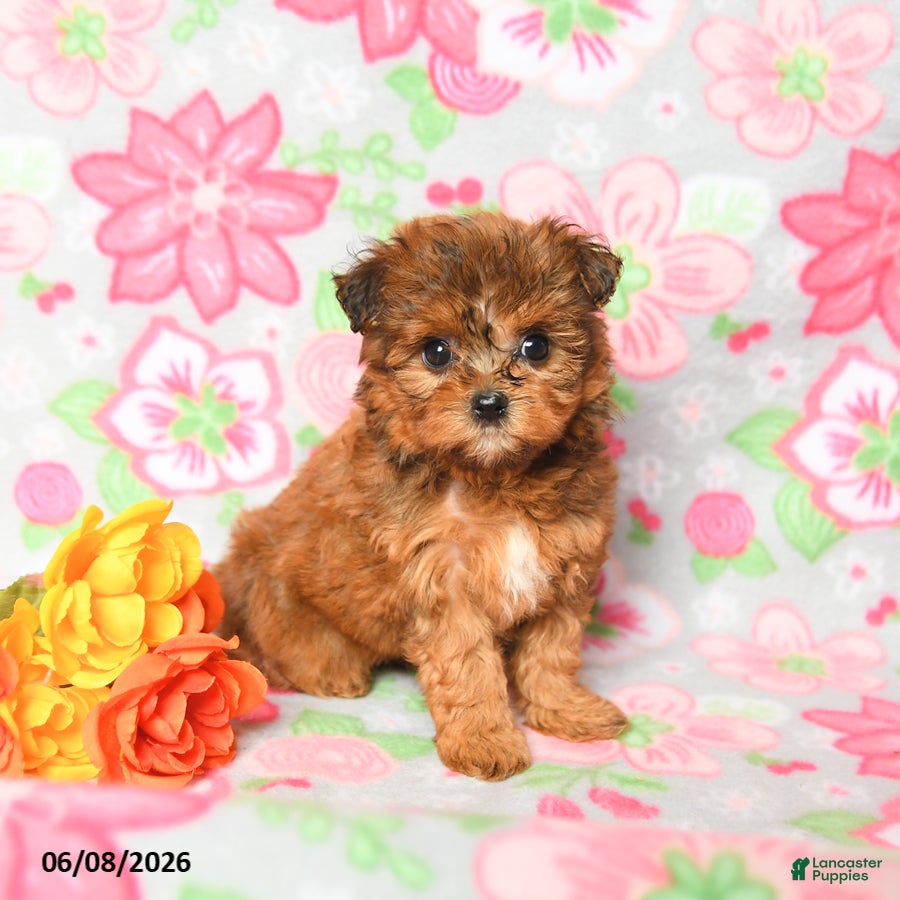 Havapoo dogs Lilac - Ad 1