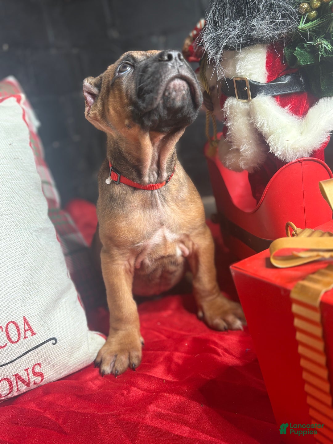 Cane Corso dogs for sale: Cane Corso Puppy 1 - Ad 4