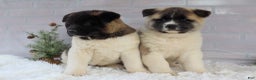 Akita dogs for sale: Trevor - Ad 41