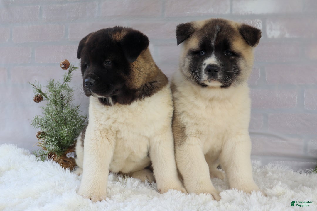 Akita dogs for sale: Trevor - Ad 41