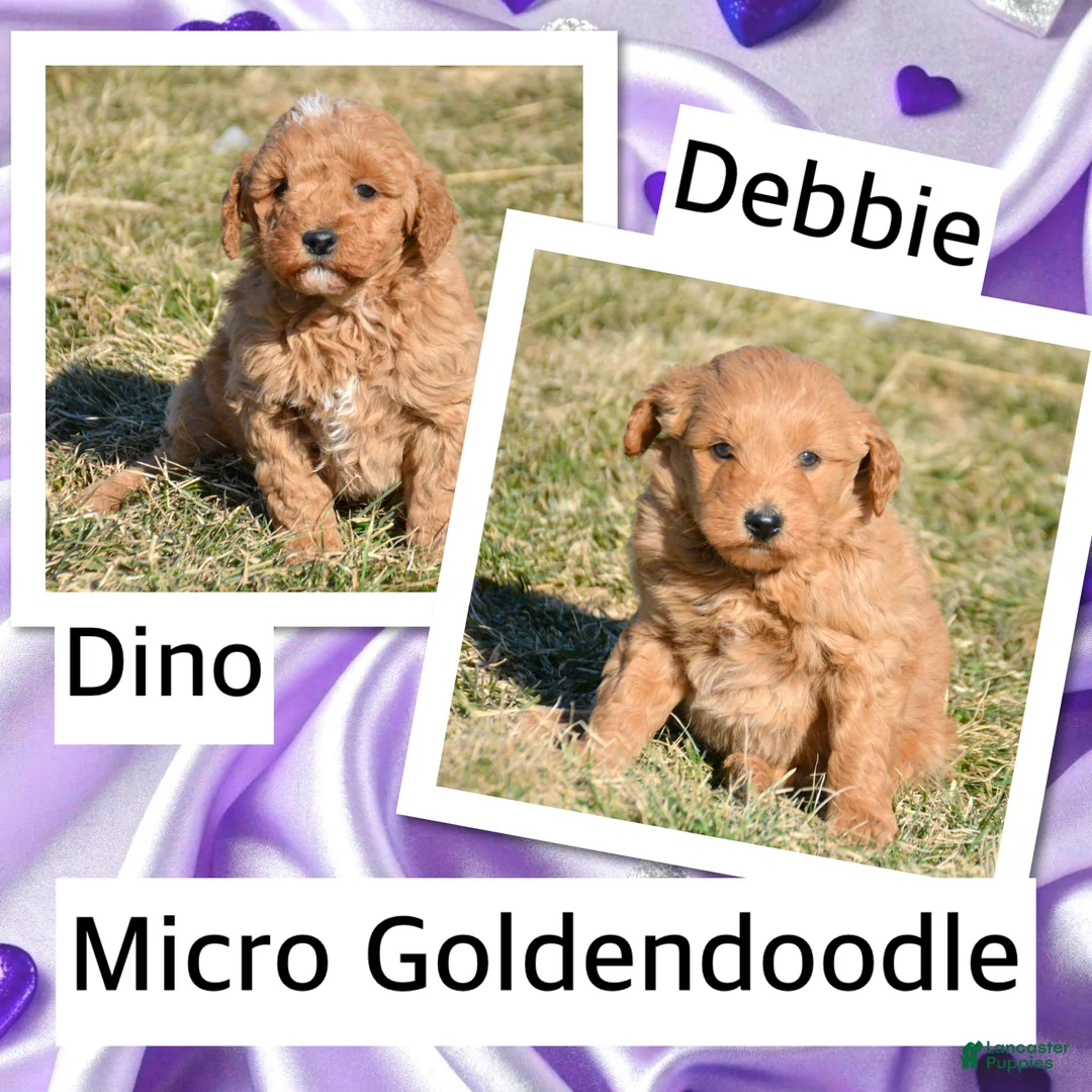 Mini Goldendoodle dogs for sale: Mini Goldendoodle Dallas - Ad 2