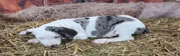 Catahoula Leopard Dog dogs for sale: Angel 2025 Female 1 - Ad 13
