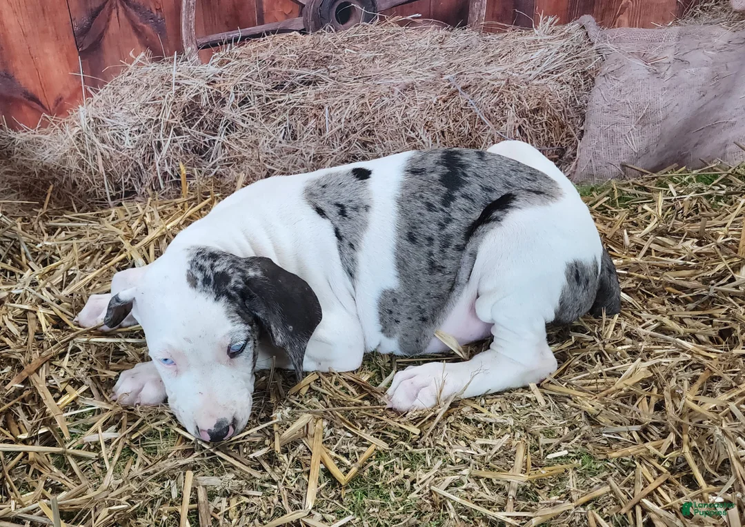 Catahoula Leopard Dog dogs for sale: Angel 2025 Female 1 - Ad 13