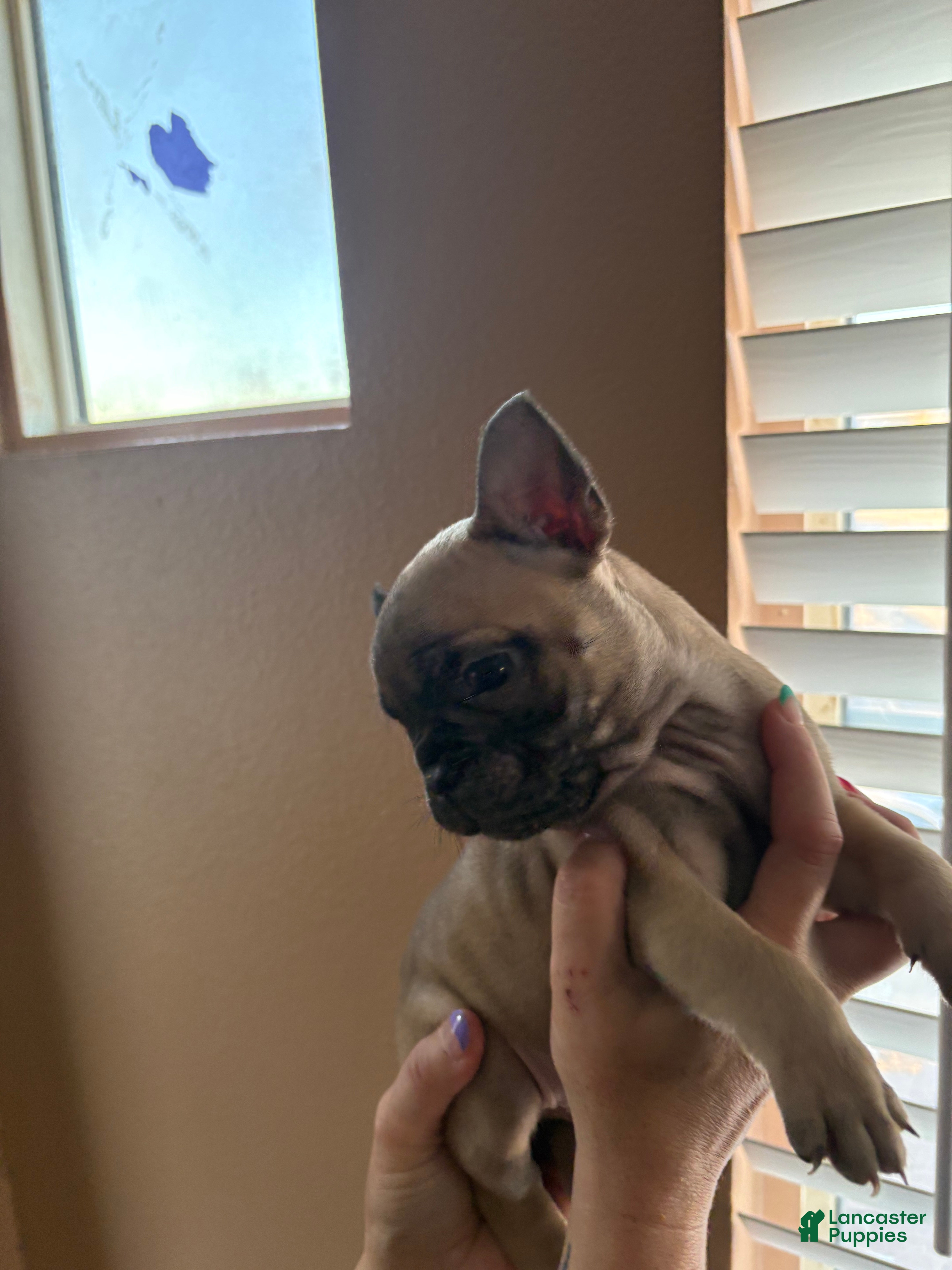 French Bulldog dogs French Bulldog Puppy 7 - Ad 26