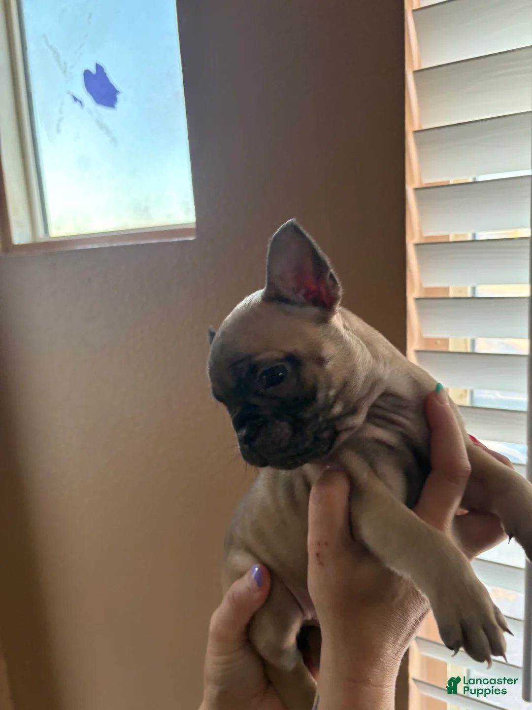 French Bulldog dogs for sale: French Bulldog Puppy 7 - Ad 1