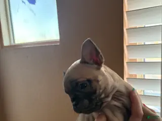 French Bulldog dogs French Bulldog Puppy 7 - Ad 26