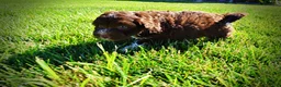 Havapoo dogs for sale: Baxter - Ad 10