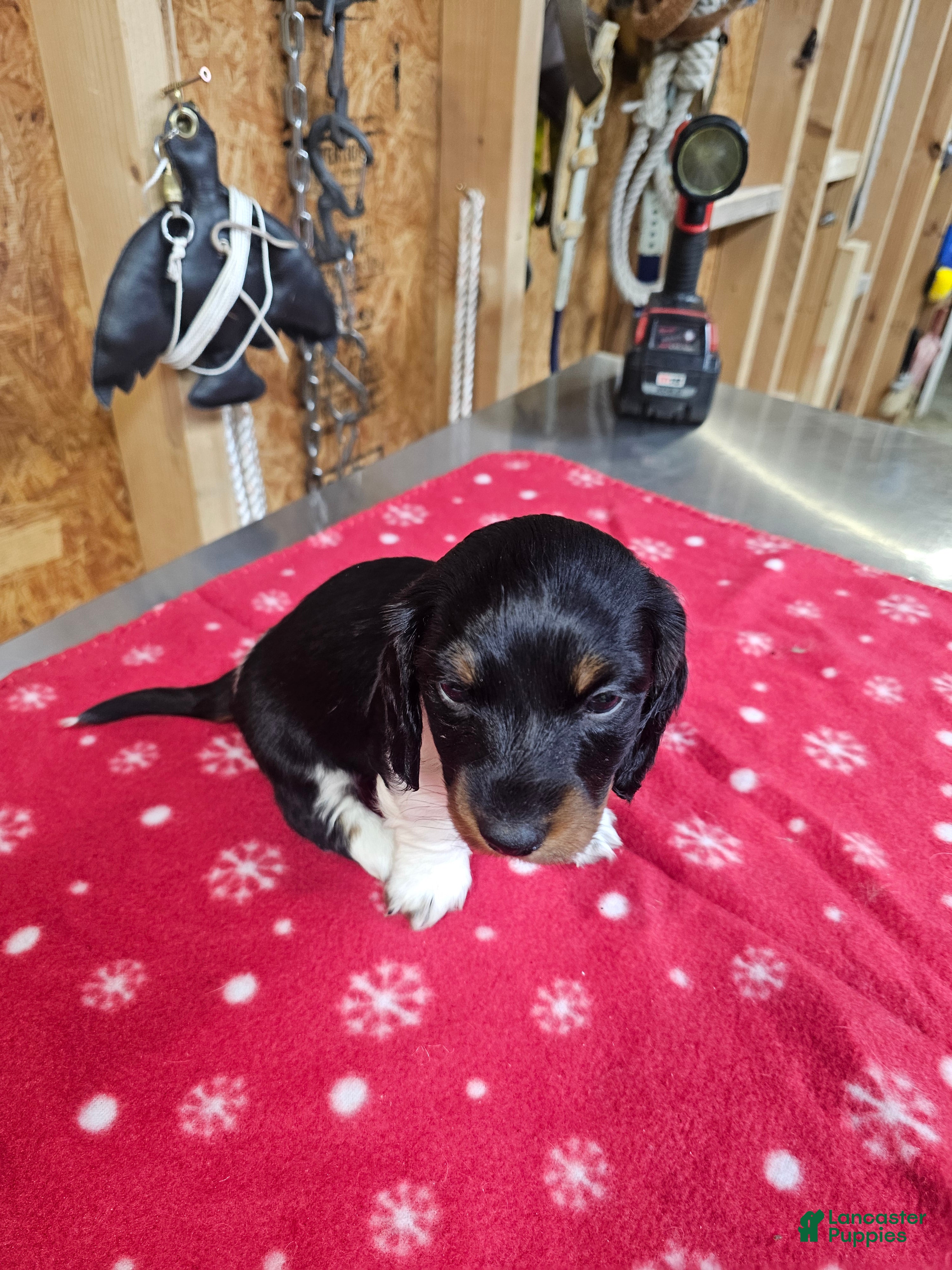 Miniature Dachshund dogs Miniature Dachshund ROMEO - Ad 5