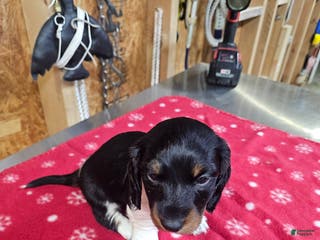 Miniature Dachshund dogs Miniature Dachshund ROMEO - Ad 5