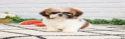 Shih Tzu dogs for sale: Flower  - Ad 2