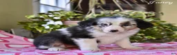 Australian Shepherd dogs for sale: Janey - Ad 5