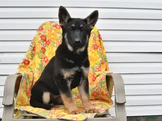 German Shepherd dogs for sale: Jasmine - Ad 2