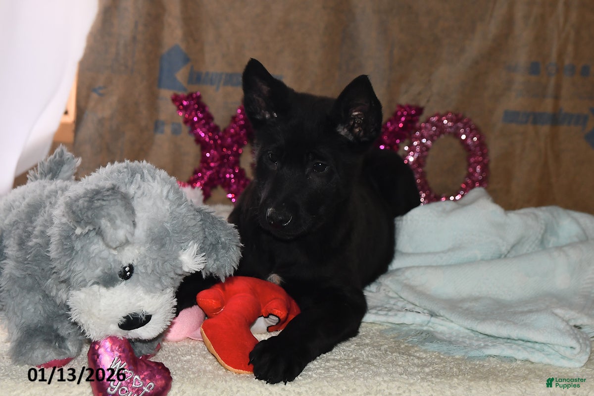 Belgian Malinois dogs Zeus - Ad 18