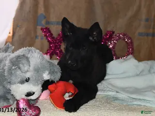 Belgian Malinois dogs Zeus - Ad 2