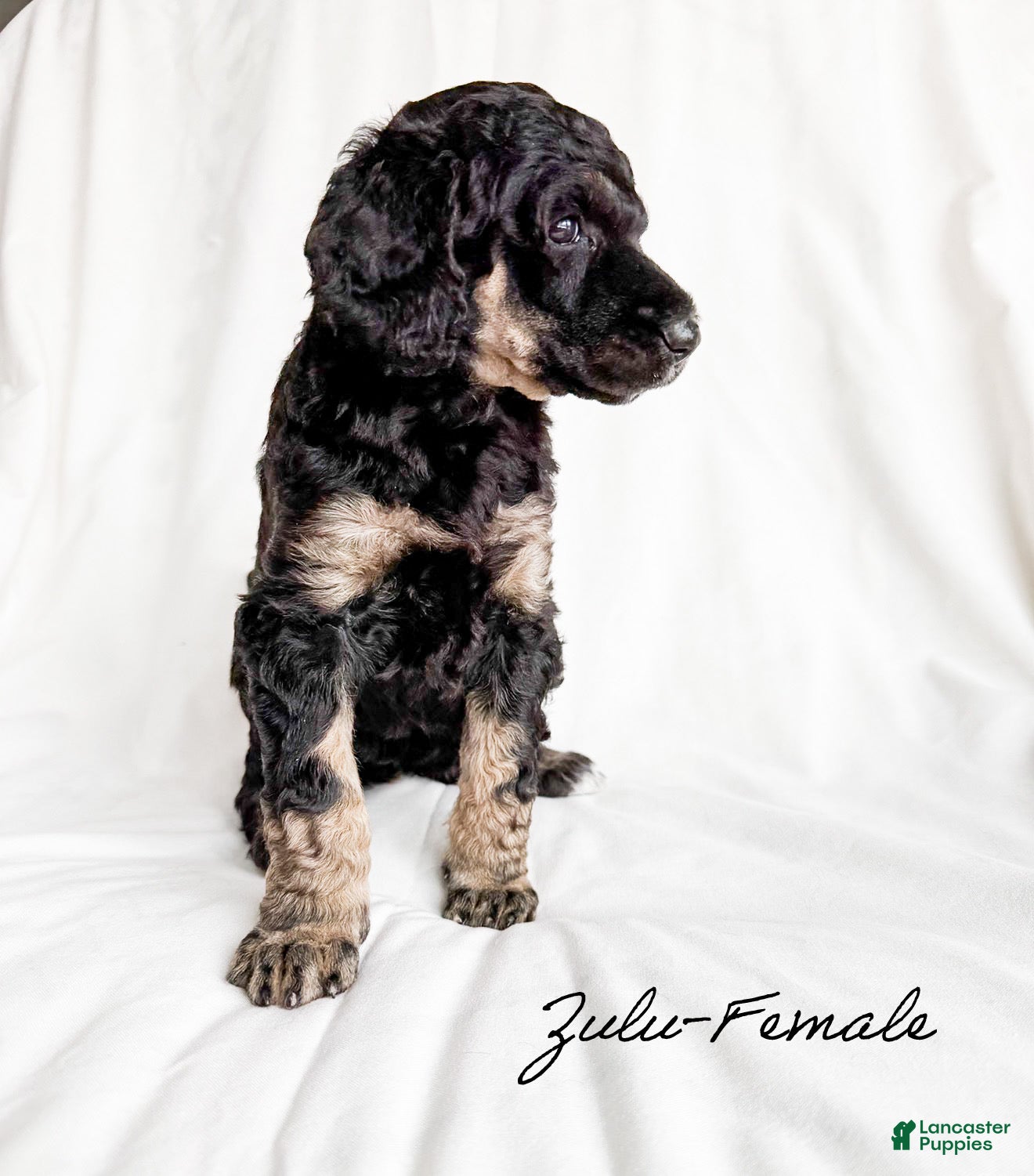 Standard Poodle dogs Zulu AKC - Ad 36