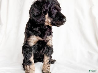Standard Poodle dogs Zulu AKC - Ad 3