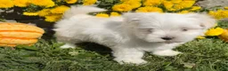 Maltese dogs for sale: Cooper - Ad 5