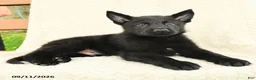 German Shepherd dogs for sale: Benton - Ad 3