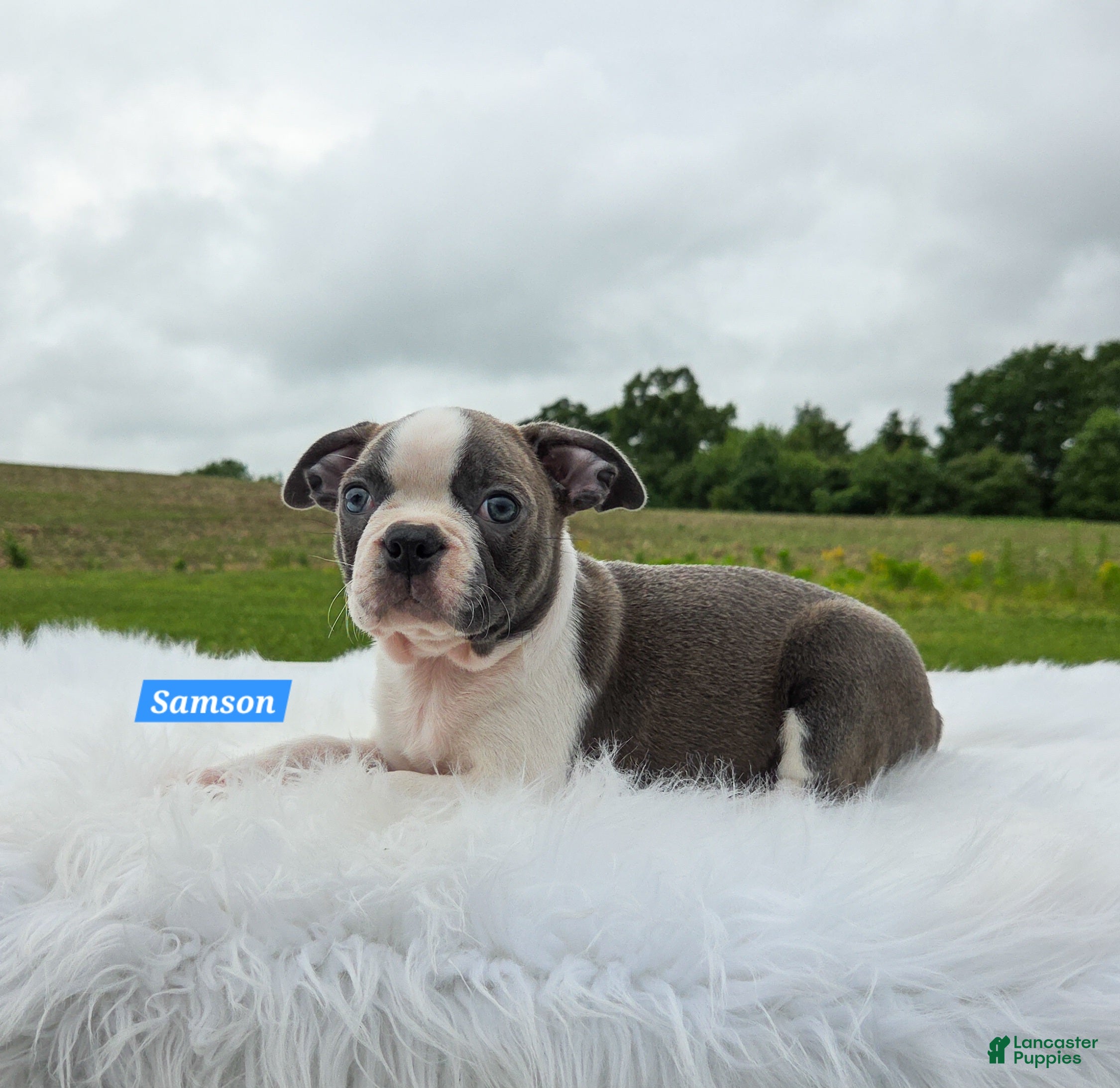 Boston Terrier dogs Samson - Ad 2