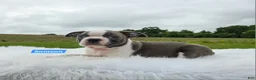 Boston Terrier dogs for sale: Samson - Ad 2