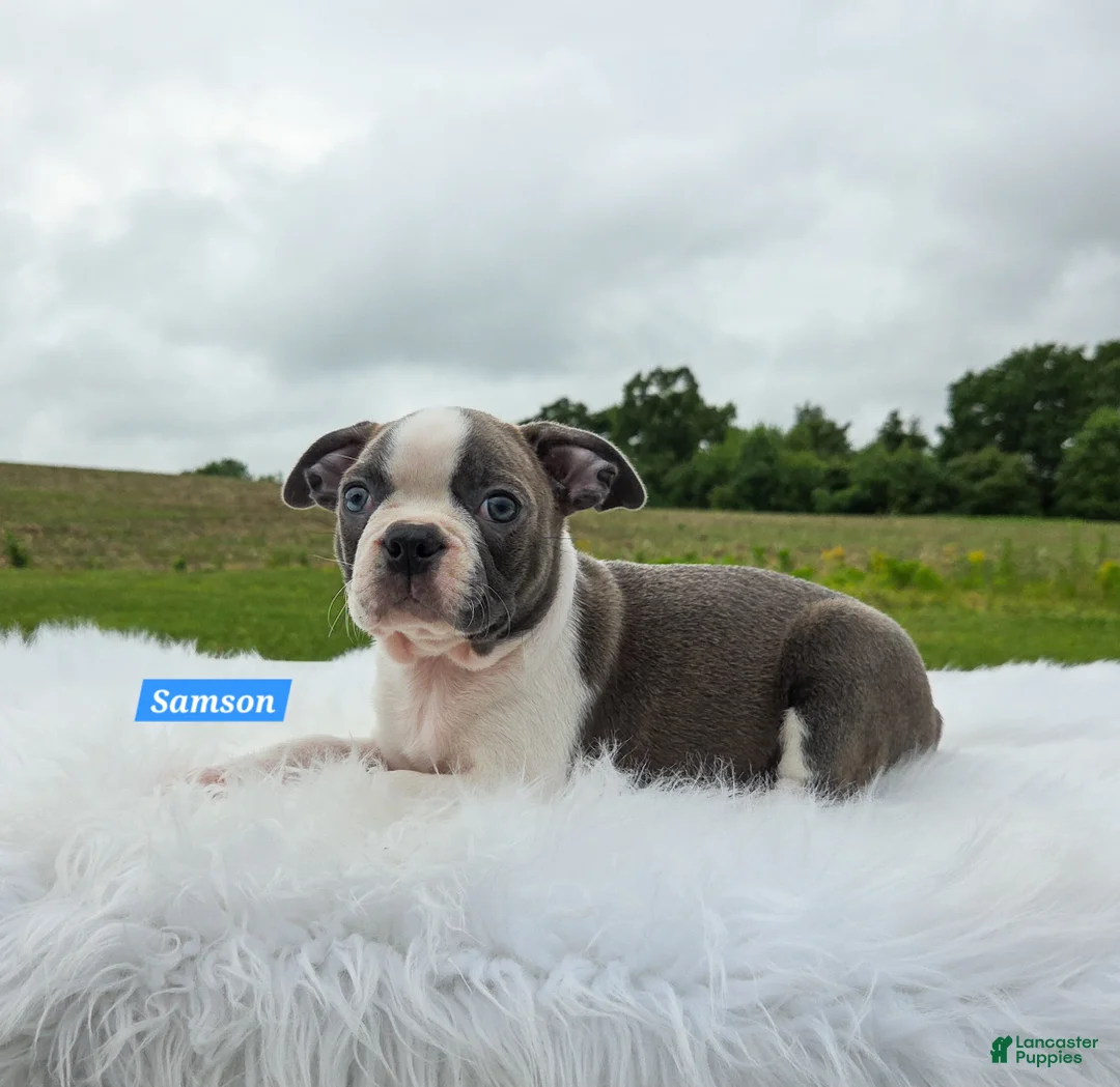 Boston Terrier dogs for sale: Samson - Ad 2