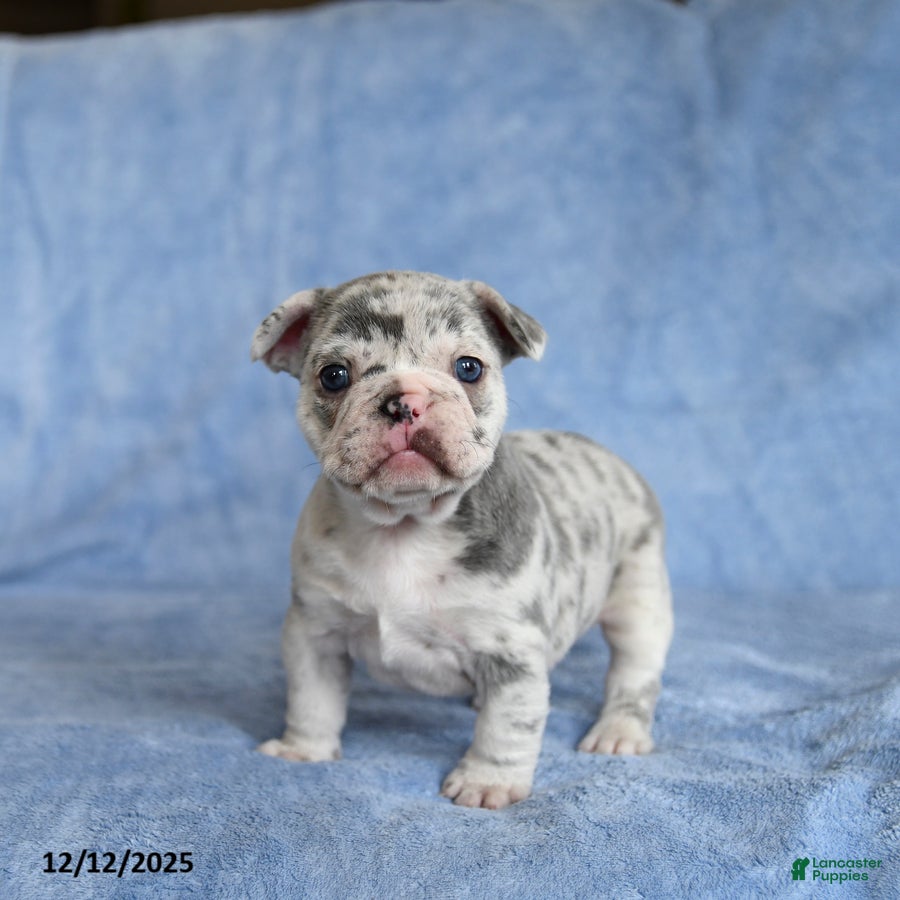 French Bulldog dogs Amy - Ad 2