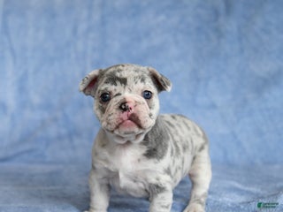 French Bulldog dogs Amy - Ad 14