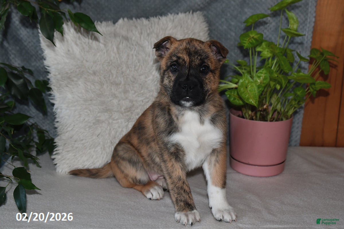 Mixed Breed dogs Treva - Ad 2