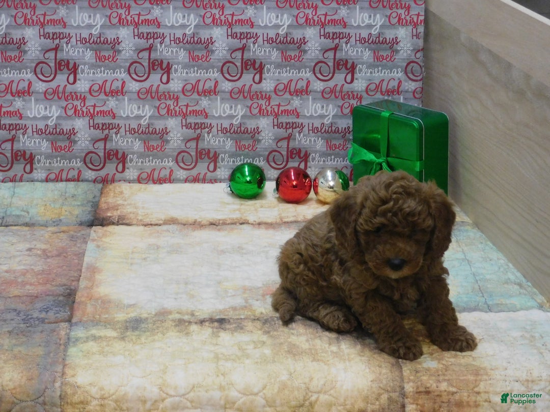 Goldendoodle dogs for sale: Mini Gigi - Ad 8