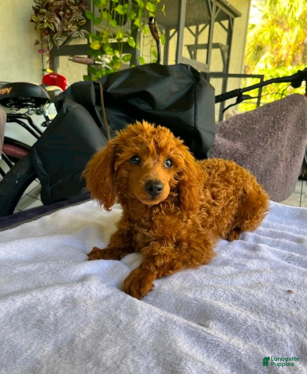 Toy Poodle dogs Polly - Ad 2