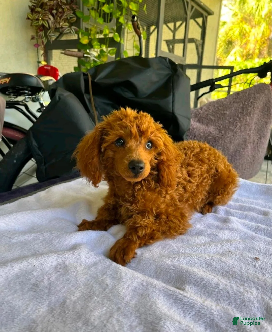 Toy Poodle dogs for sale: Polly - Ad 2
