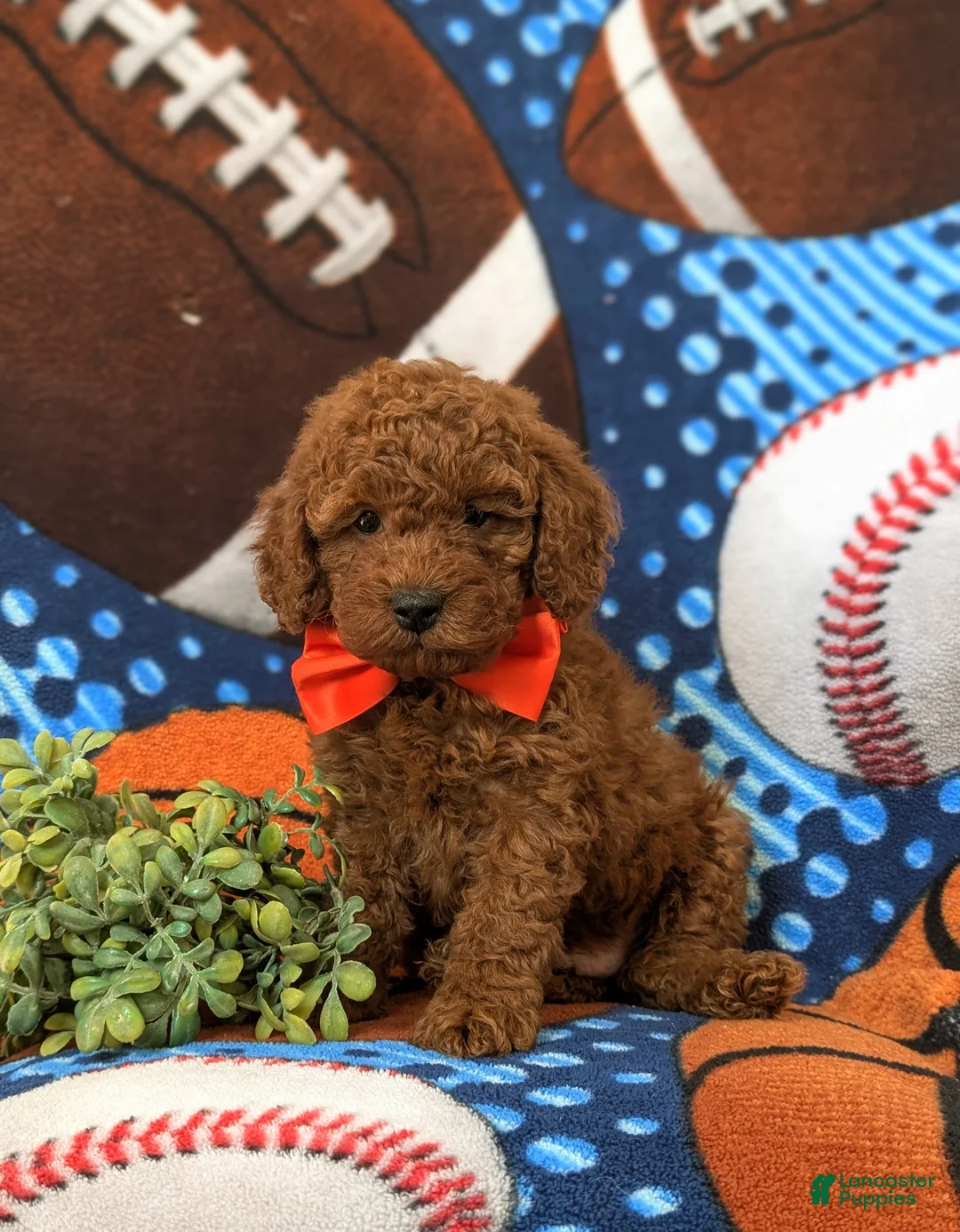 Miniature Poodle dogs for sale: Dallas 10 lbs Full Grown - Ad 3