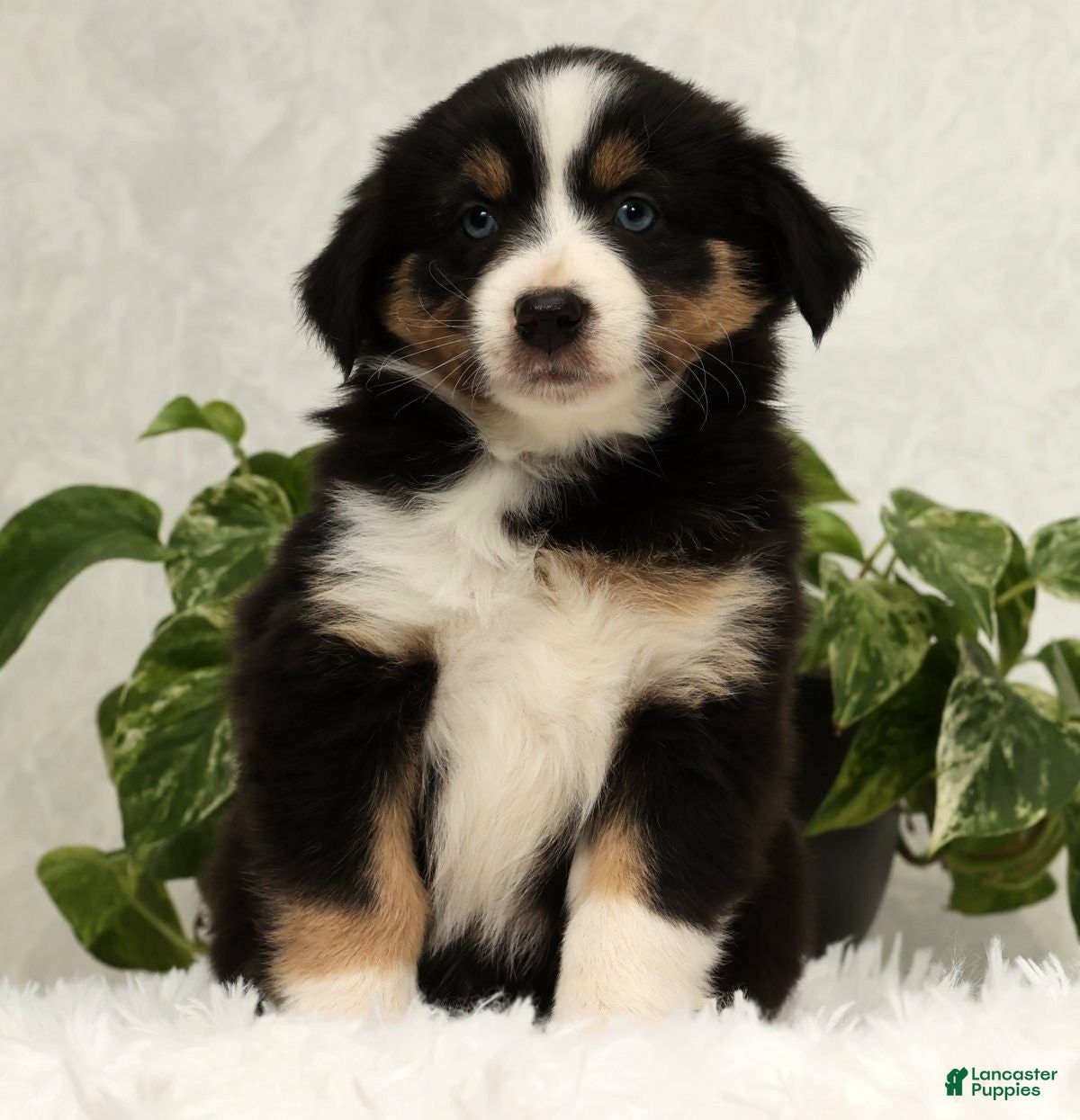 Miniature Australian Shepherd dogs Sage - Ad 2