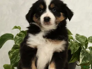 Miniature Australian Shepherd dogs Sage - Ad 2
