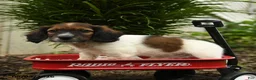 Mixed Breed dogs for sale: Archie - Ad 5