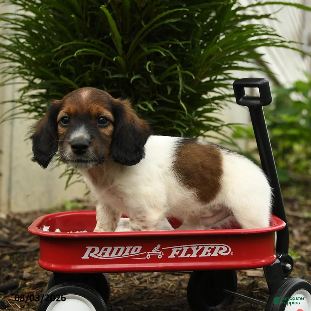 Mixed Breed dogs for sale: Archie - Ad 5