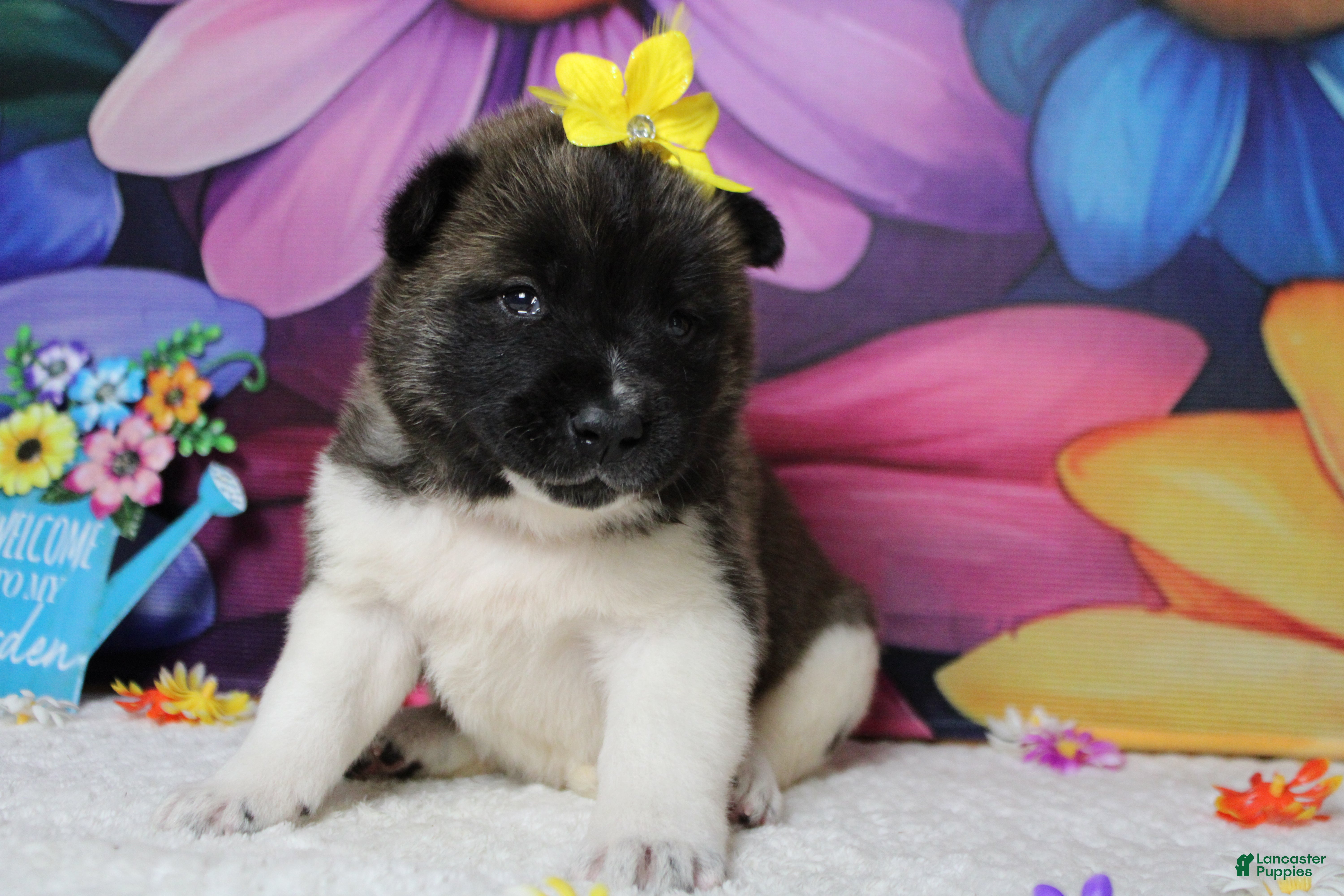 Akita dogs Honey  - Ad 16