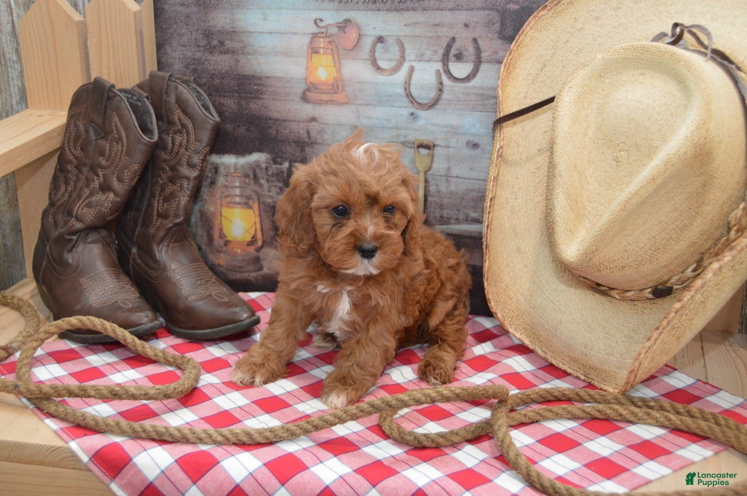 Cavapoo dogs for sale: Jewel - Ad 4